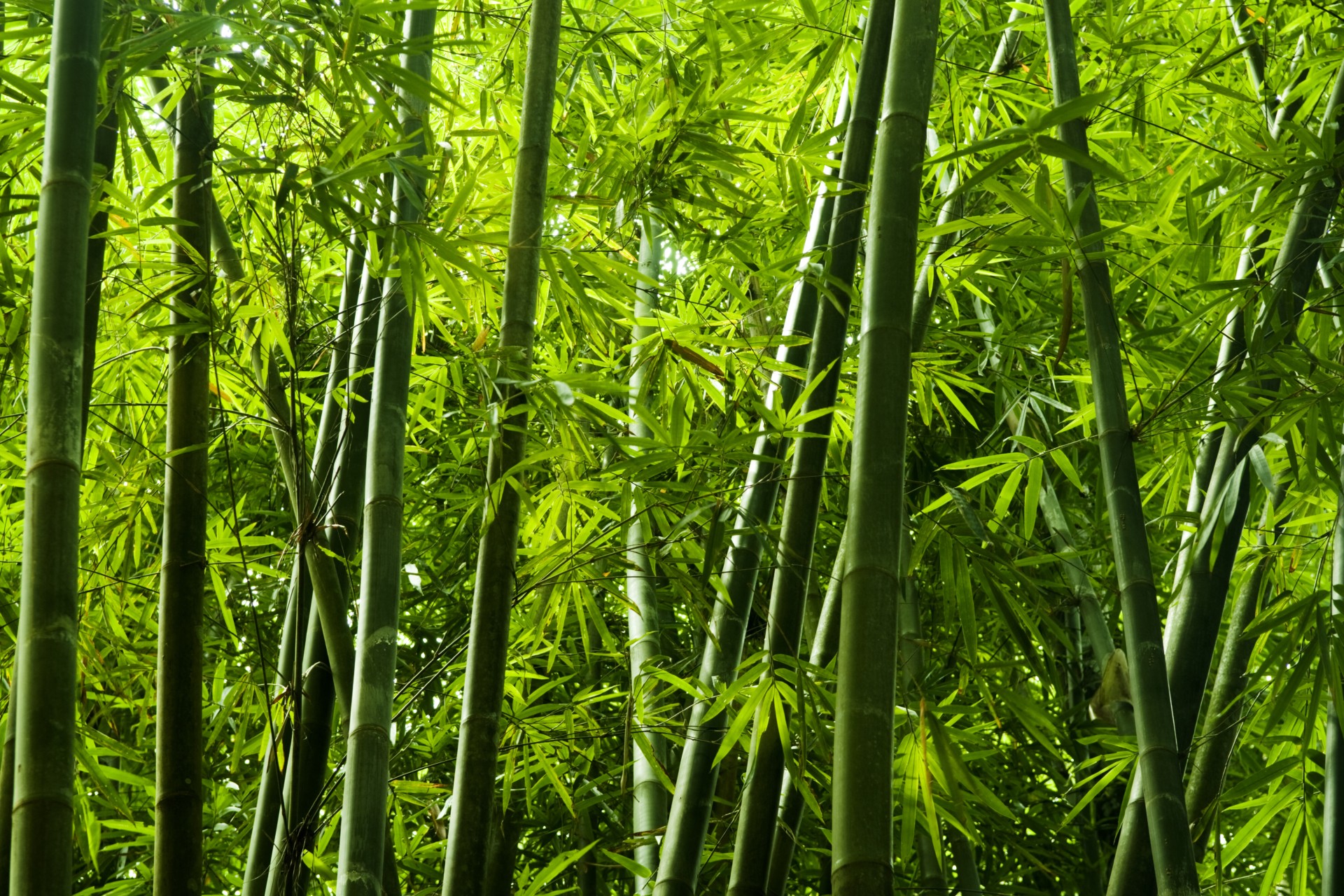 What You Need To Know About Bamboo and Bamboo Straw