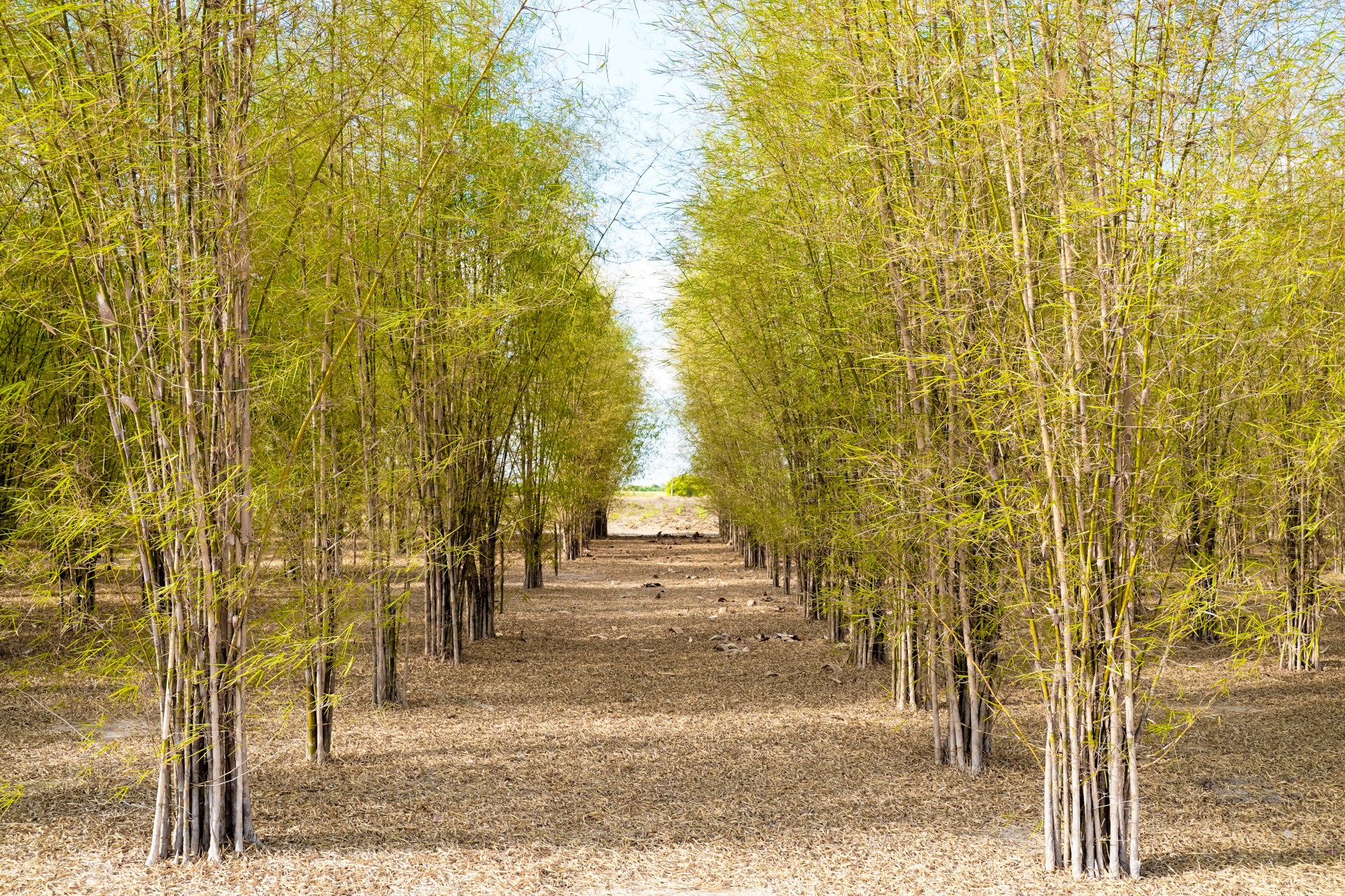 What You Need To Know About Bamboo And Bamboo Straw