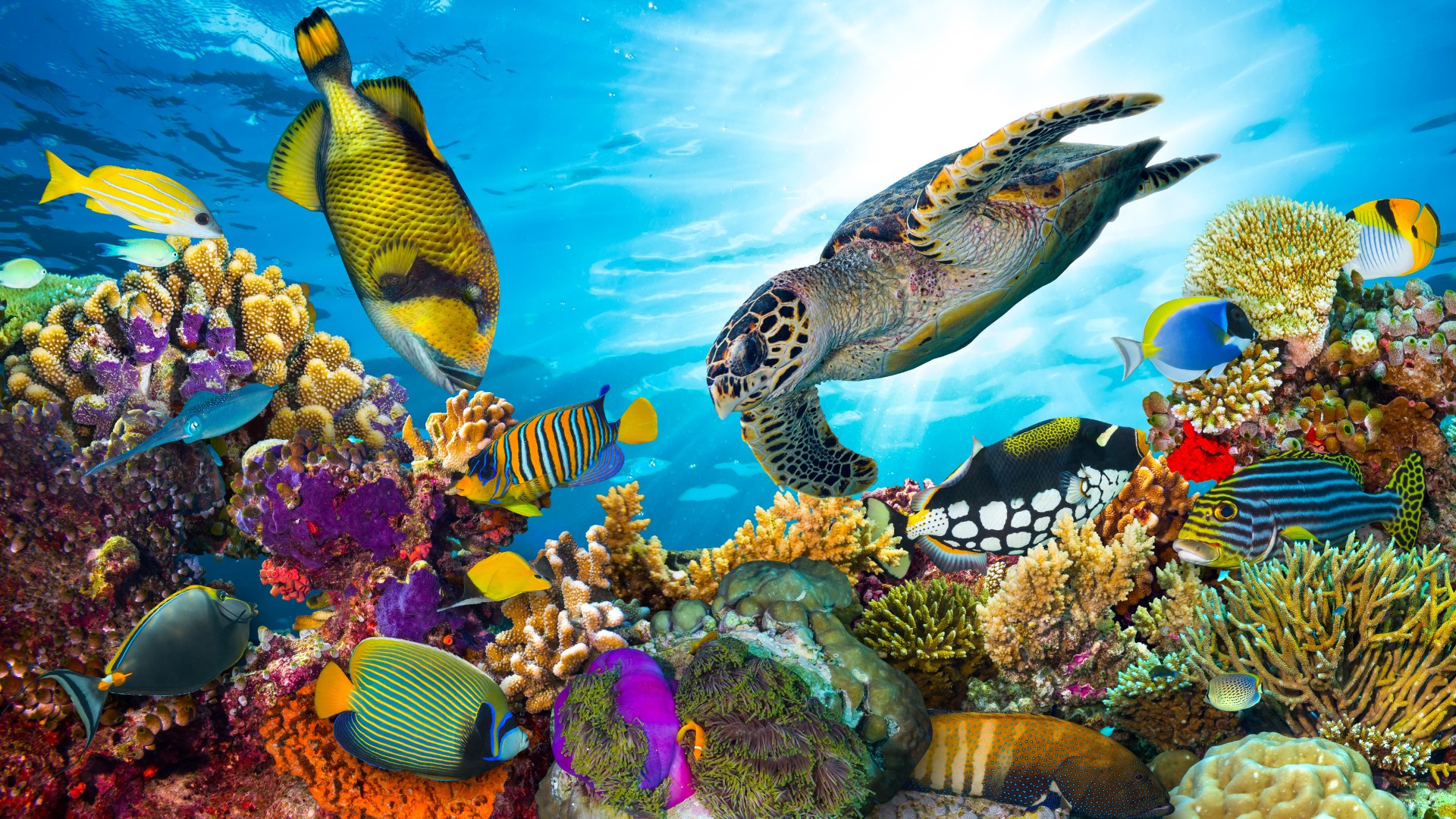 How To Protect The Ocean