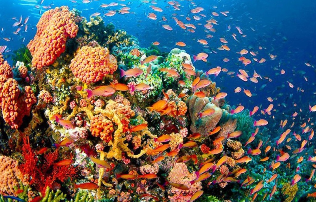 Safeguarding Our Oceans: The Vital Role of Marine Protected Areas - The ...