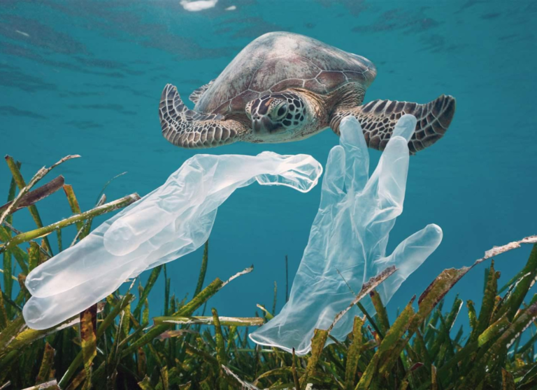 Why sea turtles are attracted to eating plastic? - The Happy Turtle Straw