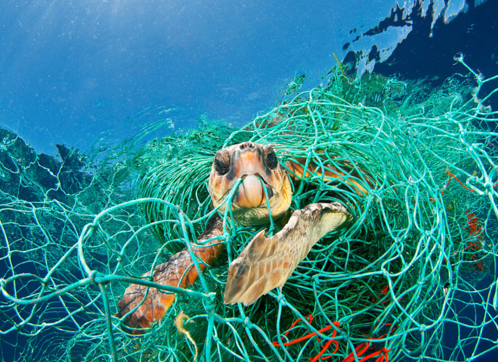 Why sea turtles are attracted to eating plastic? - The Happy Turtle Straw