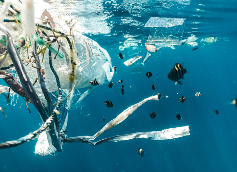 Why sea turtles are attracted to eating plastic? - The Happy Turtle Straw