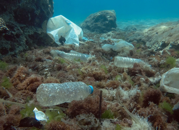 Why sea turtles are attracted to eating plastic? - The Happy Turtle Straw