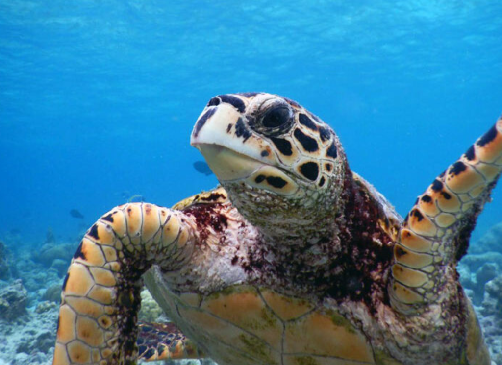 Sea Turtle Anatomy and Adaptations - The Happy Turtle Straw