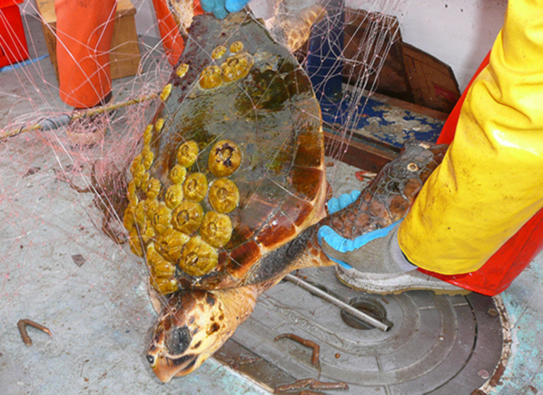 Turtles Appearance What are the characteristics of sea turtles? - The Happy Turtle Straw