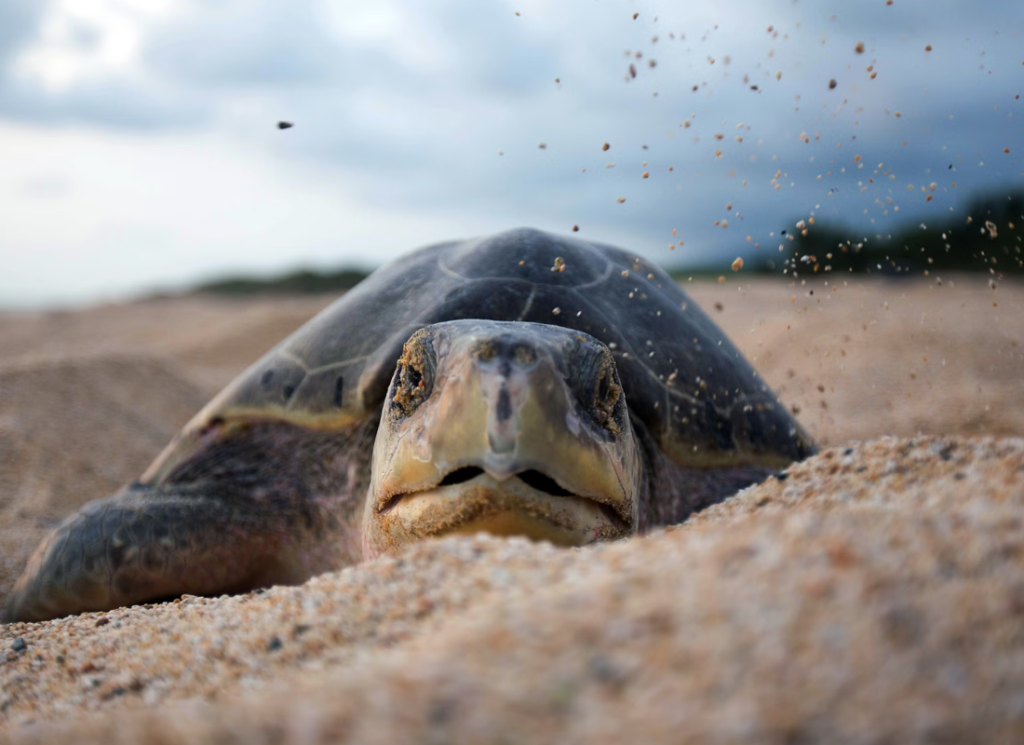 public awareness campaigns for turtle conservation Turtle Island