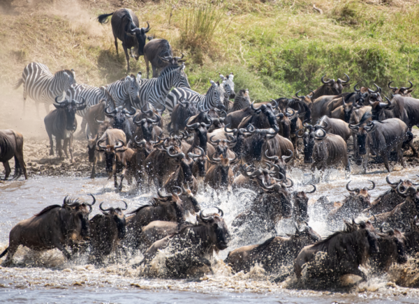 Climate Change and Its Effects on Species Migration Patterns - The ...