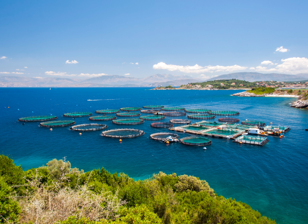 Is farmed fish better for the environment? - The Happy Turtle Straw