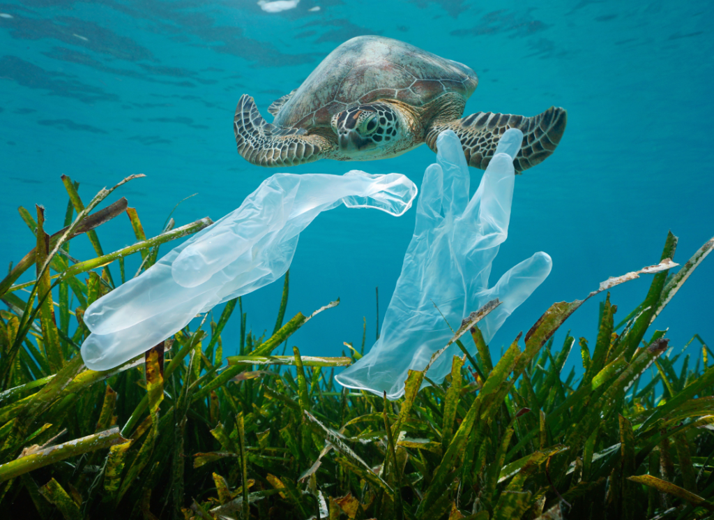 Polluted Turtles 100 Million Years Strong: The Legacy of Sea Turtles - The Happy Turtle ...